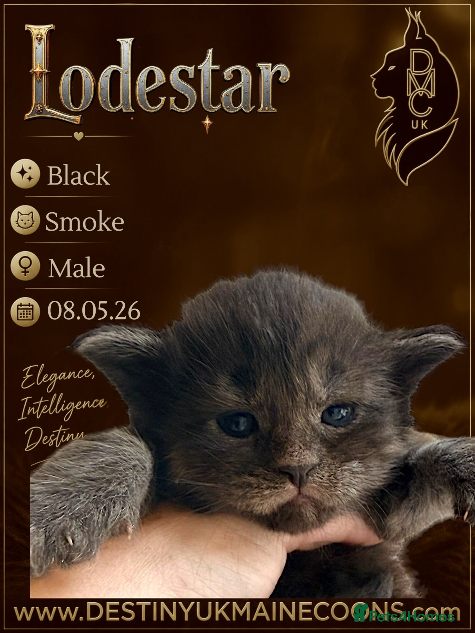 Maine Coon cats Full Pedigree Maine Coon Kittens - Advert 1