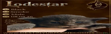 Lodestar 