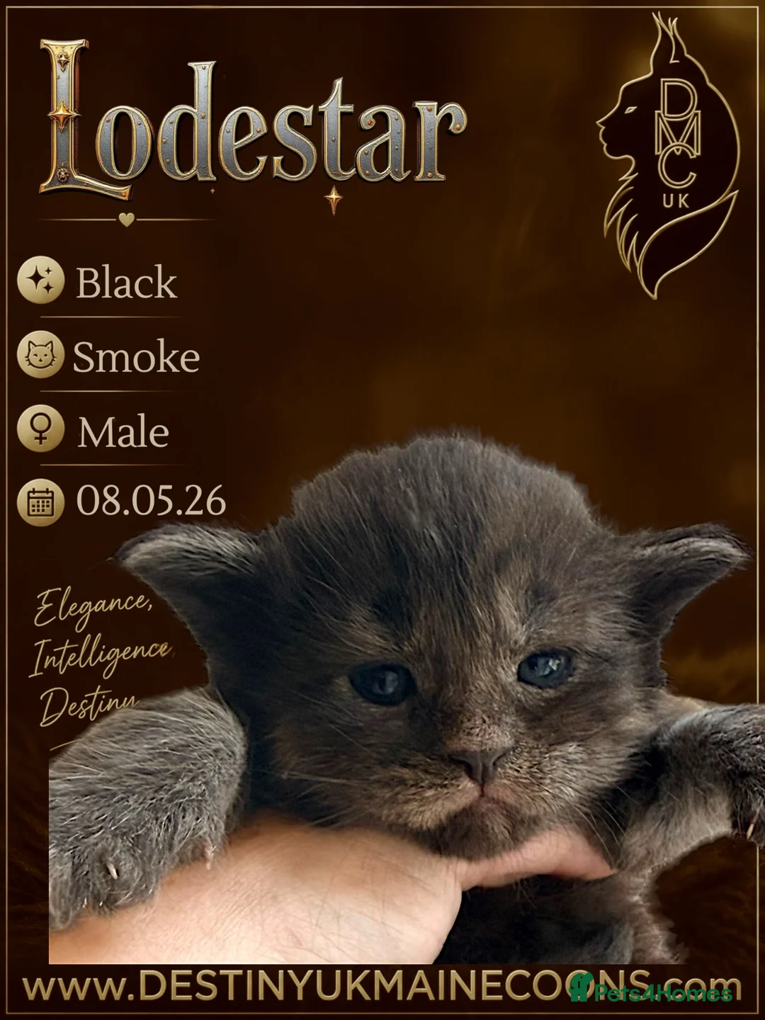 Maine Coon cats for sale: Full Pedigree Maine Coon Kittens - Advert 1