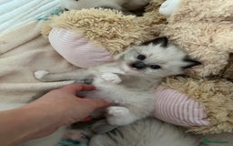 Ragdoll cats for sale: Seal Mitted Ragdoll babies, 4 girls 1 boy - Image 10