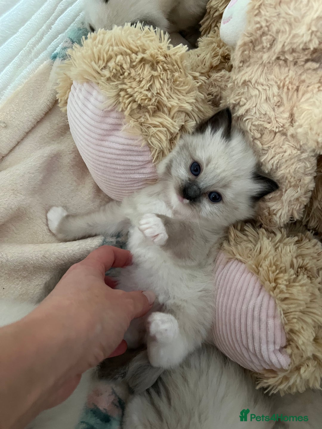 Ragdoll cats for sale: Seal Mitted Ragdoll babies, 4 girls 1 boy - Image 10