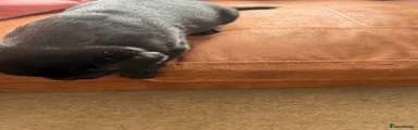 Labrador Retriever 3