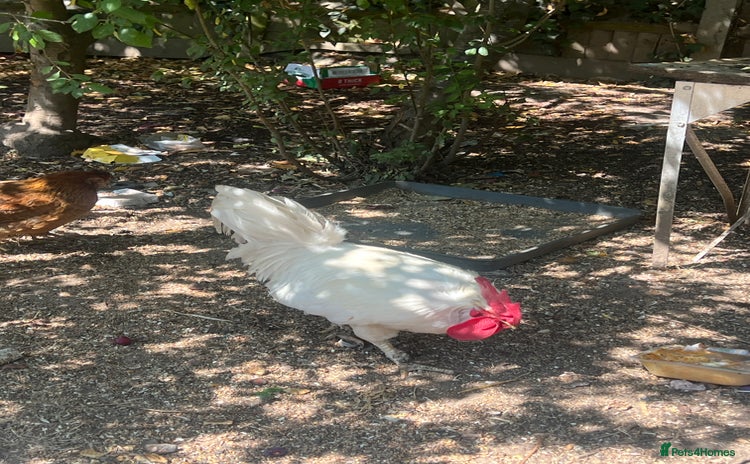 Chickens poultry - Advert 1