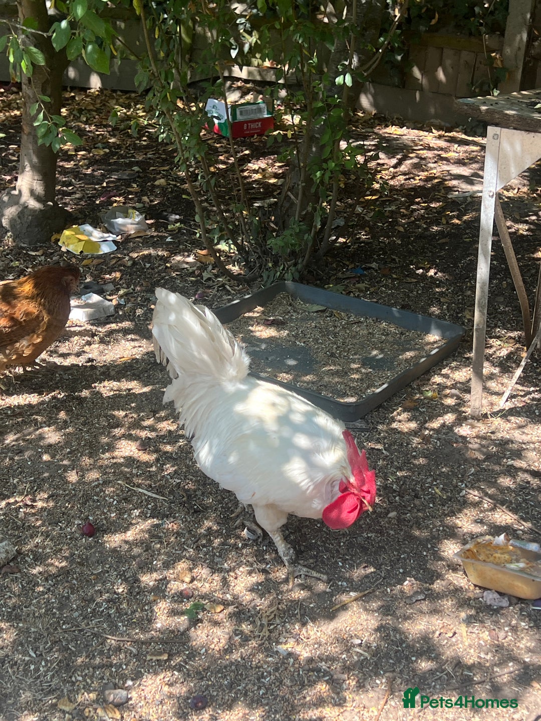 Chickens poultry for sale: Two cockerel for sale  - Image 1