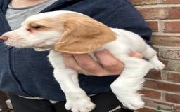 Sprocker dogs for sale: Sprocker puppies mixed litter  - Image 10