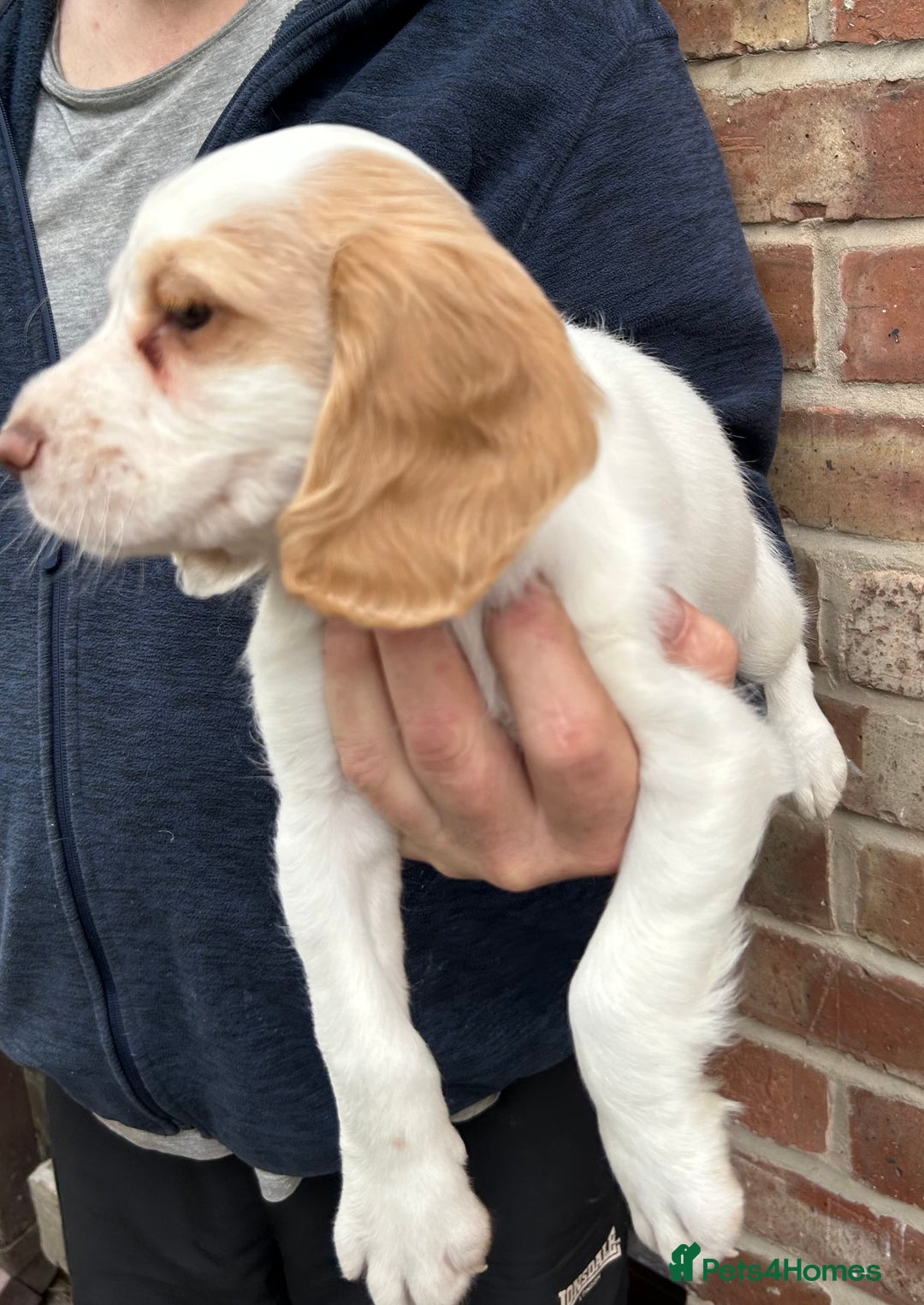 Sprocker dogs for sale: Sprocker puppies mixed litter  - Image 10