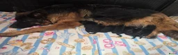 German Shepherd dogs for sale: German Shepherd Long Hair Black Litter  - Advert 2