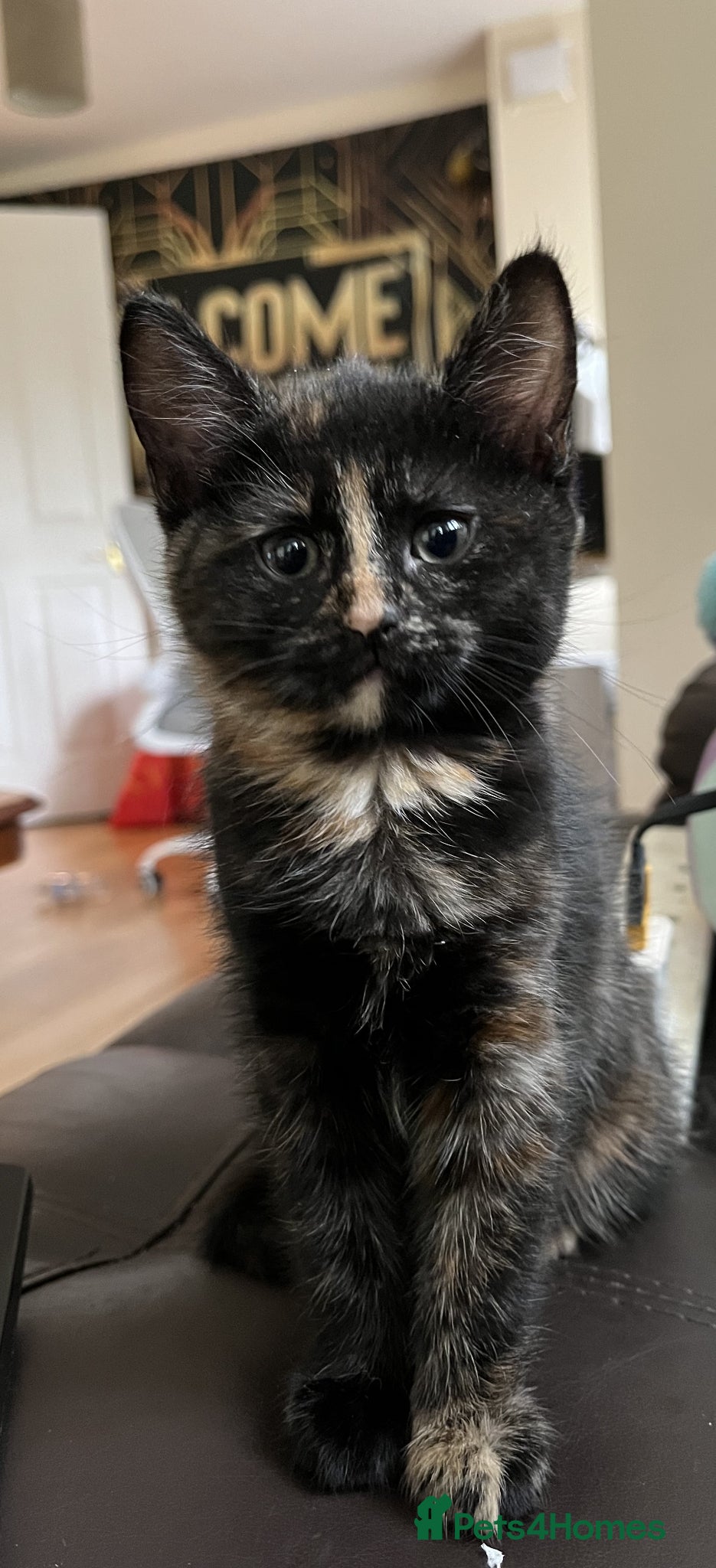 Mixed Breed cats Beautiful Tortoiseshell Kitten Marlie 💕 - Advert 15