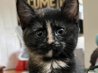 Mixed Breed cats Beautiful Tortoiseshell Kitten Marlie 💕 - Advert 15