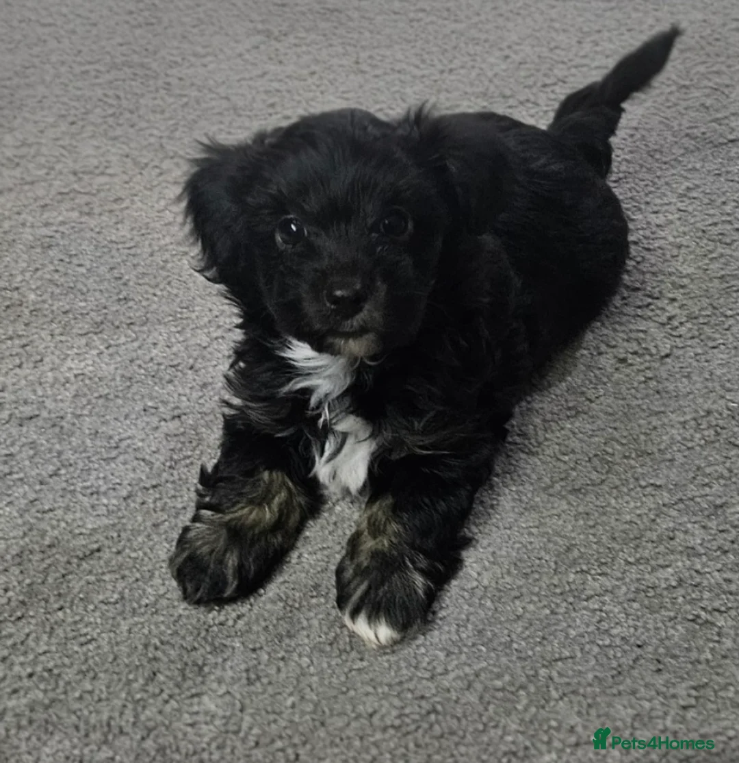 Mixed Breed dogs for sale: Yorkshire terrier X puppies  - Advert 19