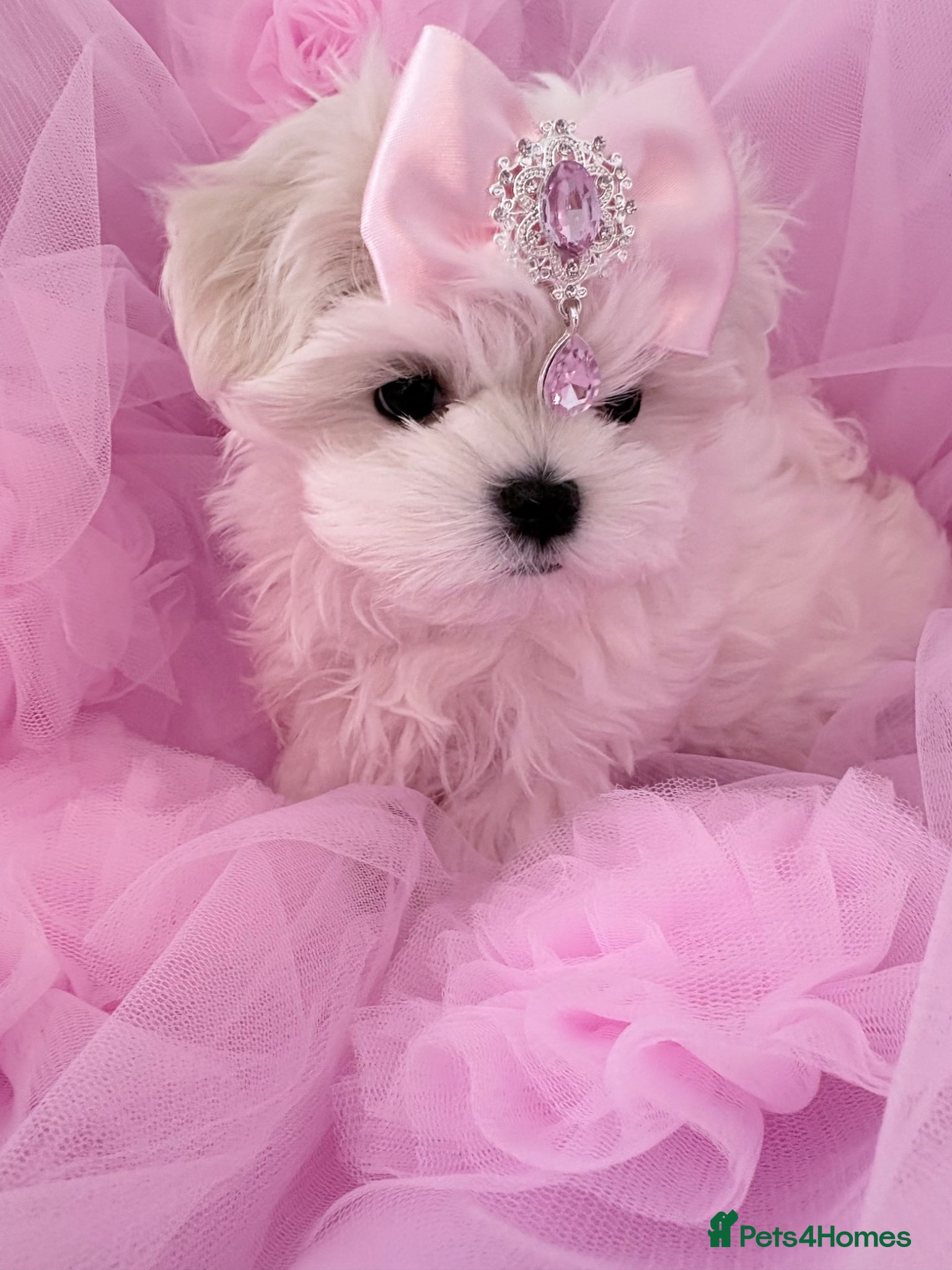 Maltese dogs 💗Gorgeous Korean baby girl 💗 - Advert 2