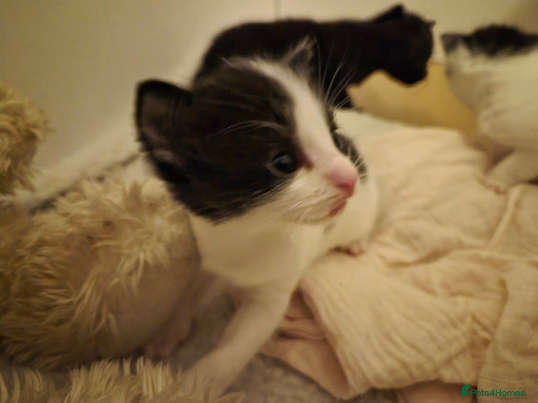 Domestic Shorthair cats for sale: Kittens - Advert 5
