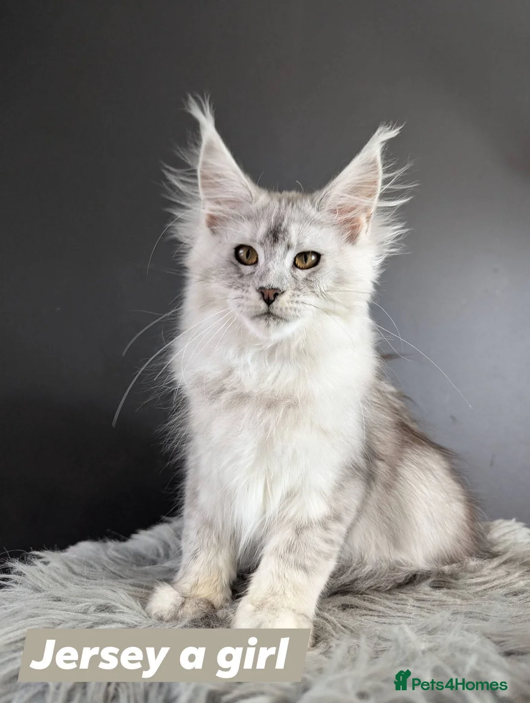 Maine Coon cats for sale: Outstanding babies ready to go  - Advert 20