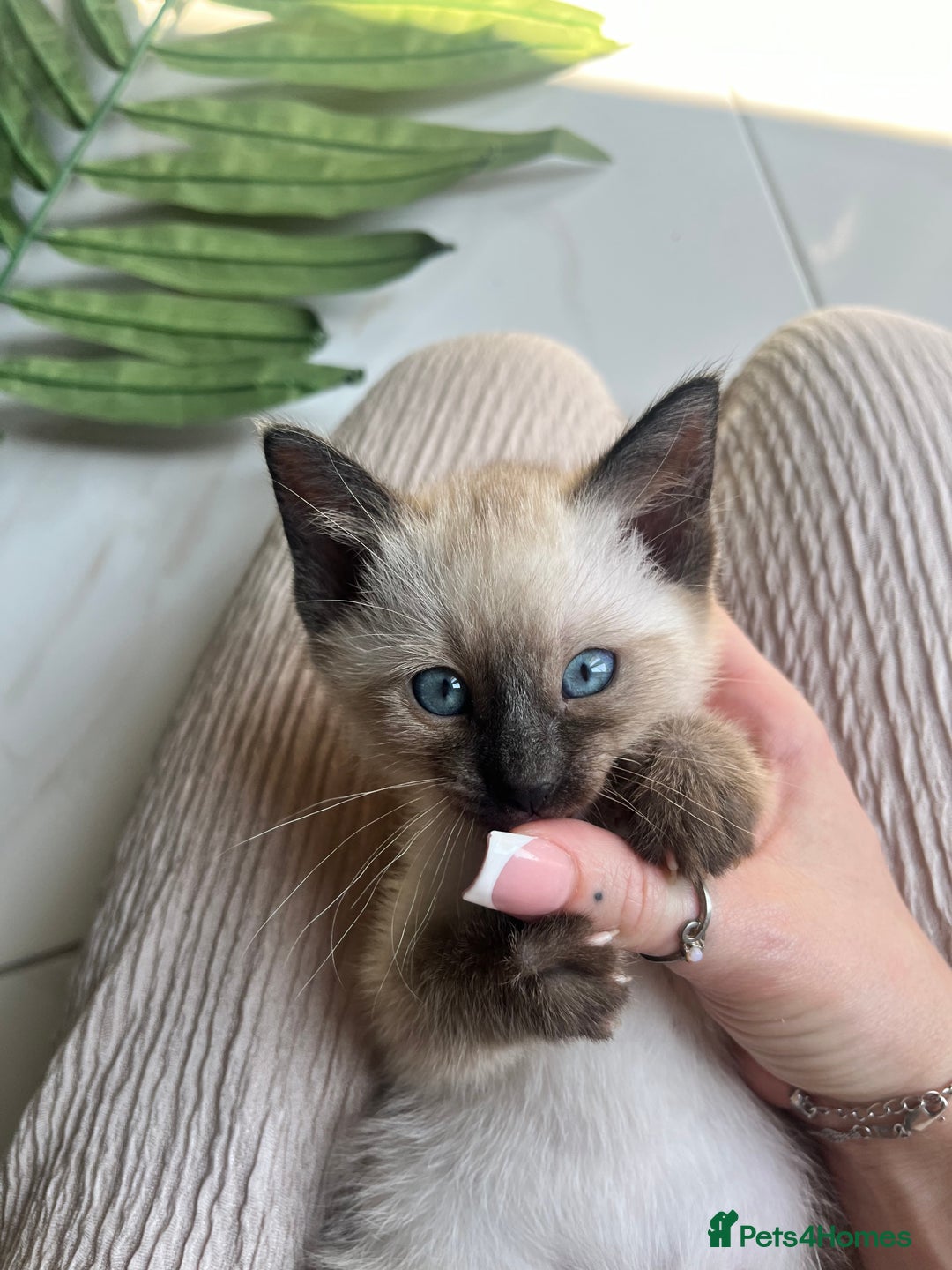 Siamese cats for sale: Human Toilet Trained! Exquisite Siamese Kittens - Image 7