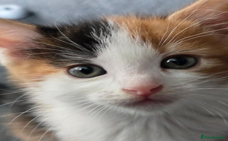Mixed Breed cats for sale - Advert 1