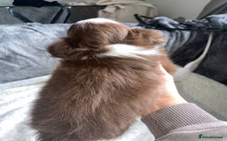 Chihuahua dogs for sale: ❌❌❌ Stunning Long Coat Chihuahua ❌❌❌ - Image 2