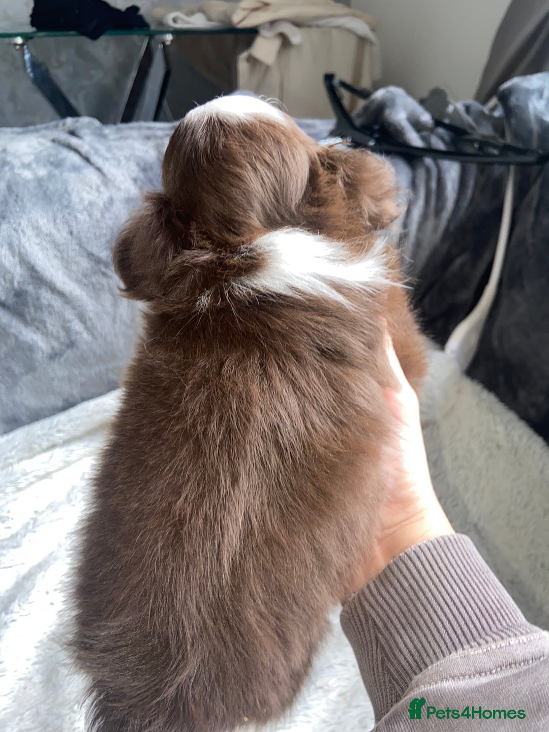 Chihuahua dogs for sale: ❌❌❌ Stunning Long Coat Chihuahua ❌❌❌ - Image 2