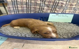 Cocker Spaniel dogs for sale: Two cocker spaniel litters - Image 23