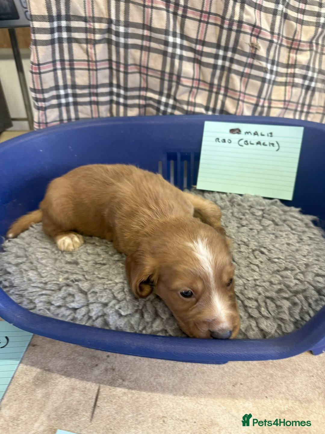 Cocker Spaniel dogs for sale: Two cocker spaniel litters - Image 23