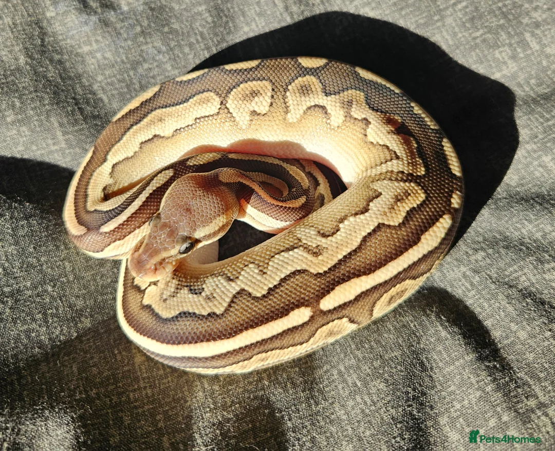 Python Snake reptiles for sale: CB25 Royal python hatchlings - Advert 2