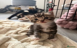 Mixed Breed cats for sale: Kittens for sale  - Image 2
