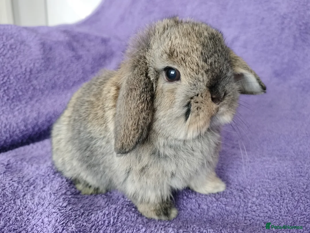 Mini Lop rabbits for sale: Baby mini lop for sale  - Advert 2