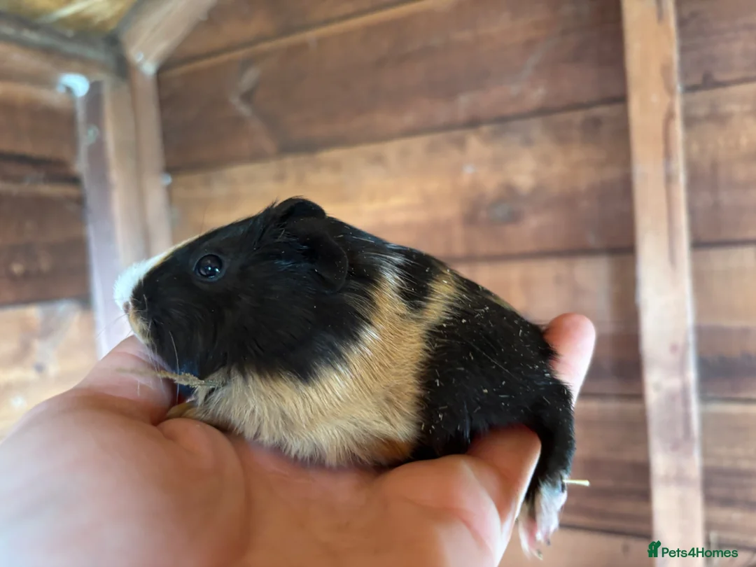 Guinea Pig rodents for sale: Baby Guinea Pigs for sale  - Advert 9