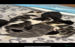 British Shorthair cats for sale: British shorthair kittens for sale - Image 1