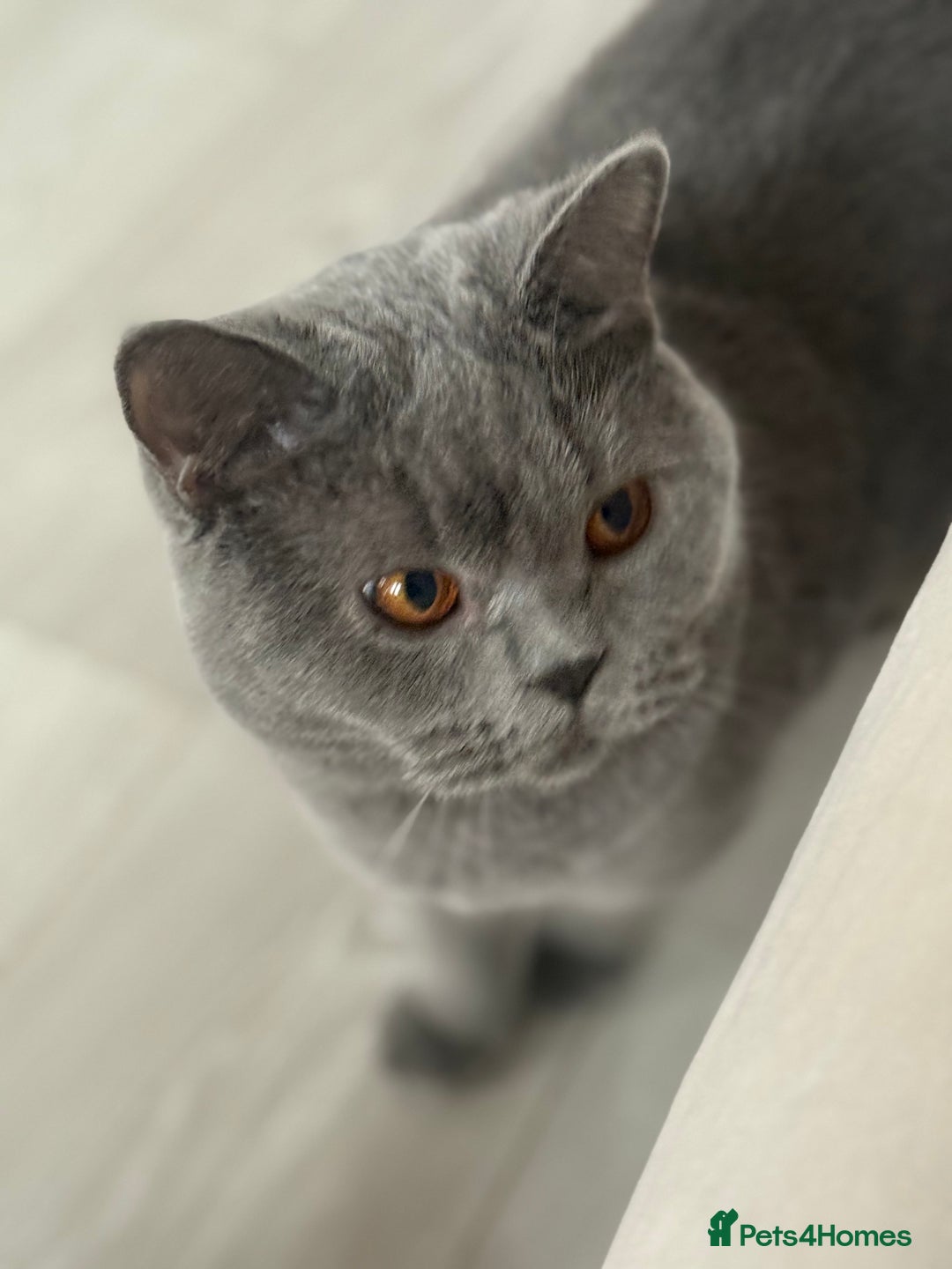 British Shorthair cats for sale: Blue British Shorthair Sisters Sold Together 🌸 - Advert 9