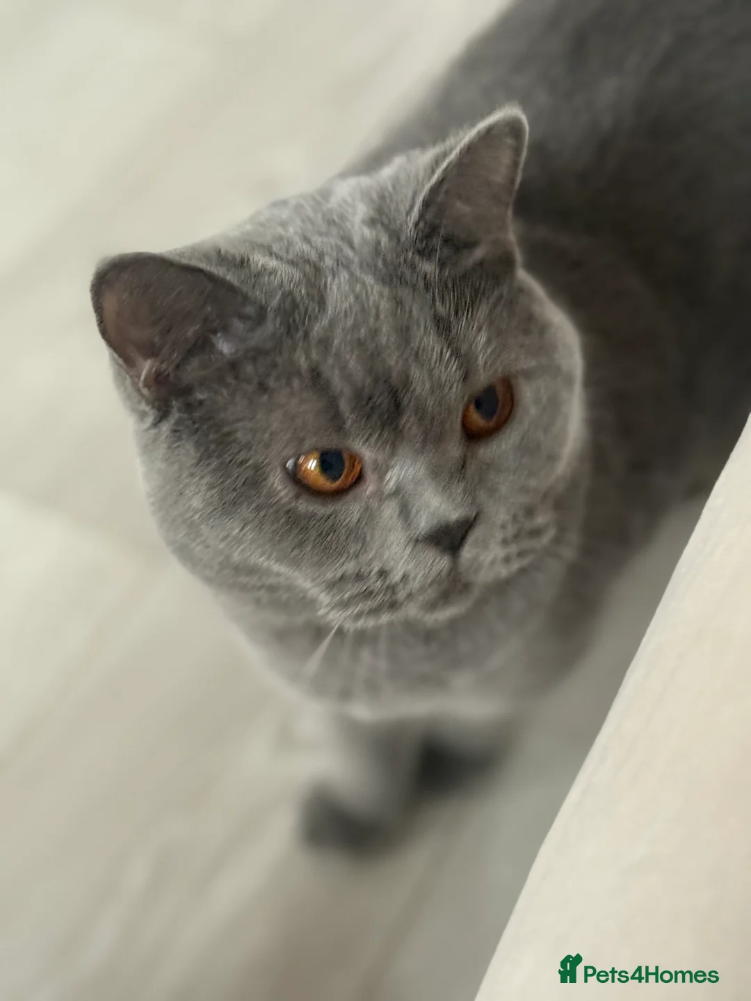 British Shorthair cats for sale: Blue British Shorthair Sisters Sold Together 🌸 - Advert 9