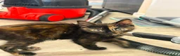 Mixed Breed cats for sale: READY NOW SIX STUNNING KITTENS  - Advert 14