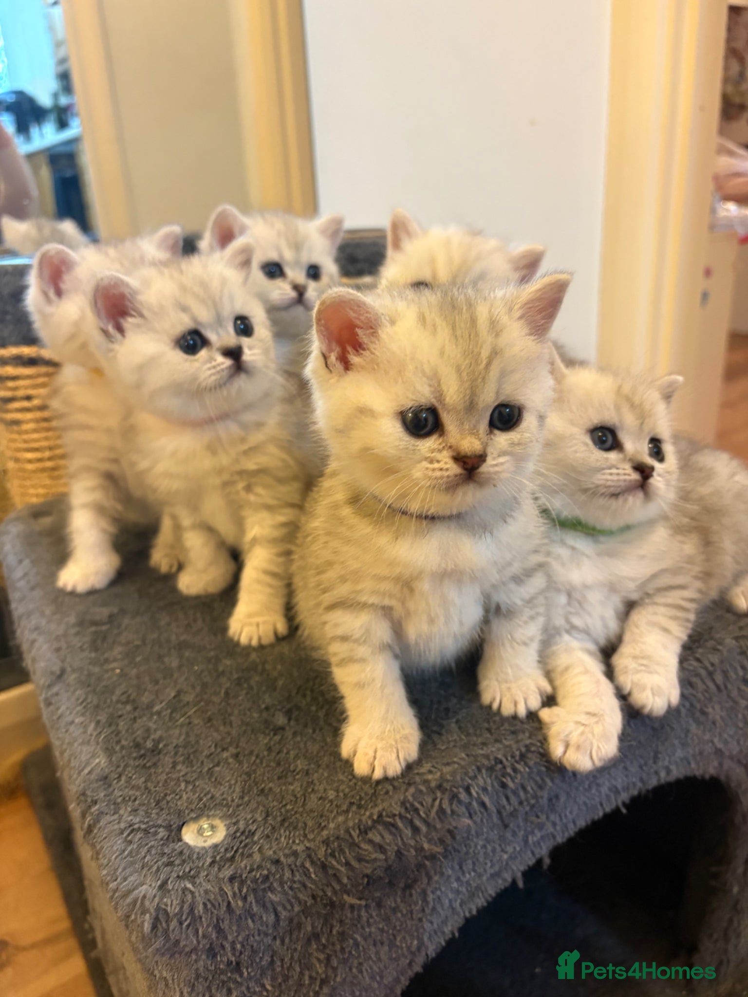 British Shorthair cats for sale: British shorthair kittens, breeded - Advert 1