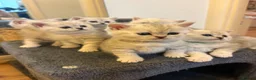 British Shorthair cats for sale: British shorthair kittens, breeded - Advert 1