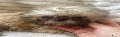 Shih Tzu 5