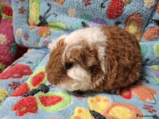 Guinea Pig rodents Baby Texel Boars / Young Adult Sheltie Boar RTL - Advert 18