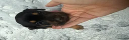 Mixed Breed dogs for sale: Dachshund x French bulldogs - French bull wieners  in Wisbech - Advert 8