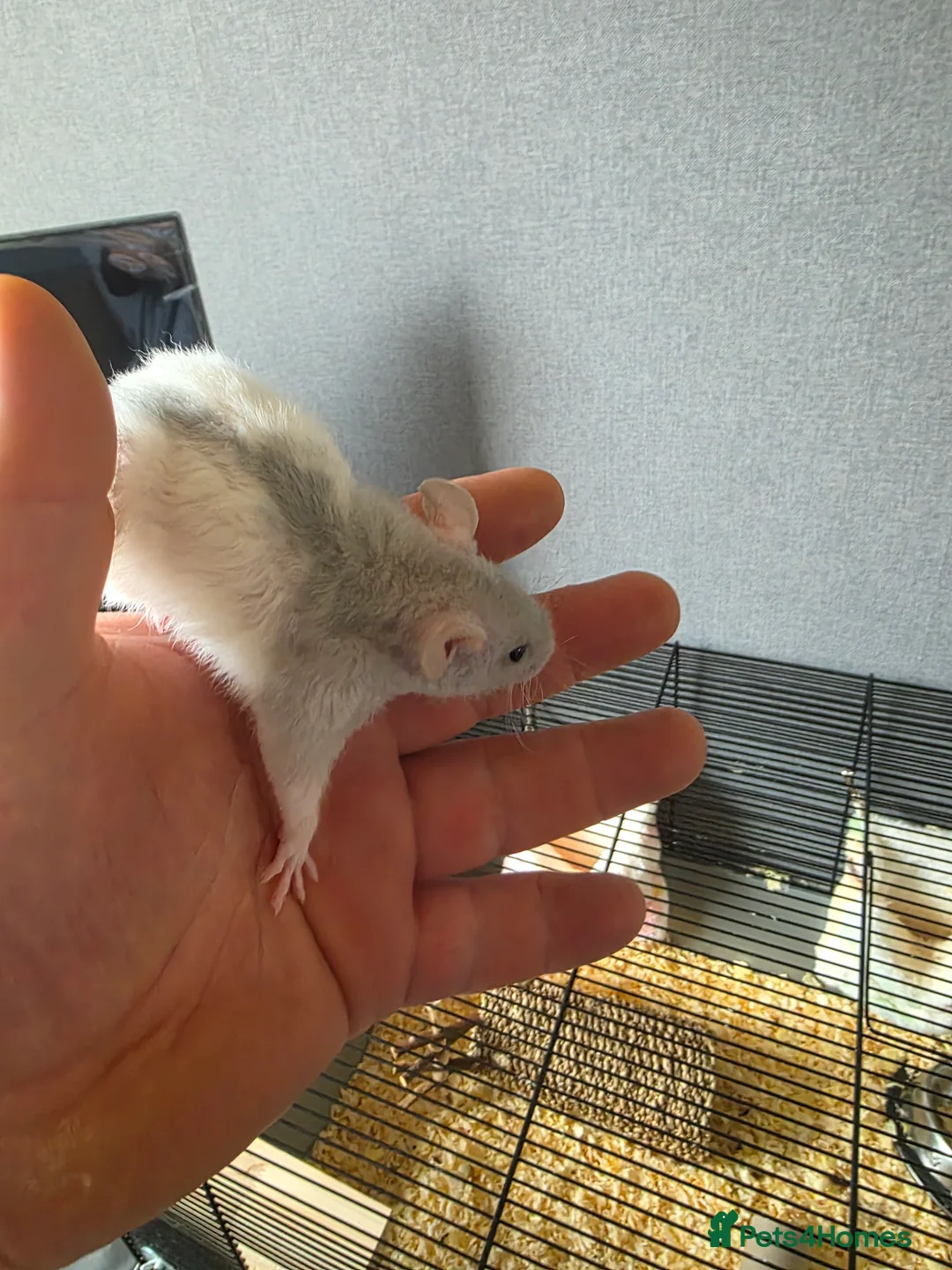 Rat rodents for sale: Baby rats  - Advert 4