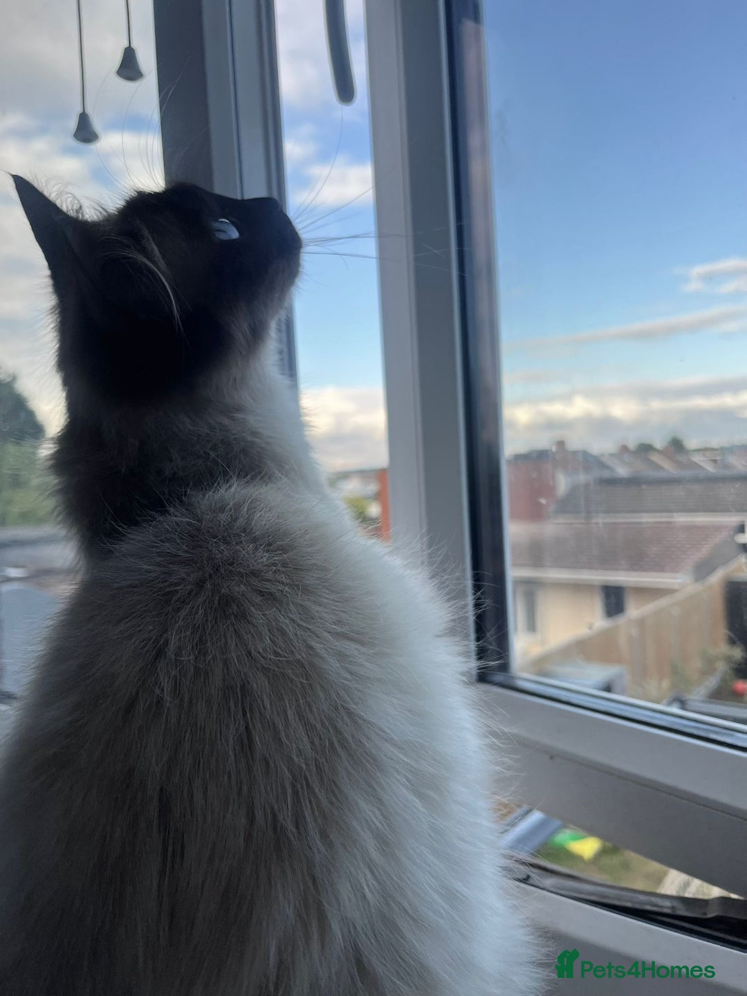 Ragdoll cats for sale: Female ragdoll ( possible expecting) - Image 1