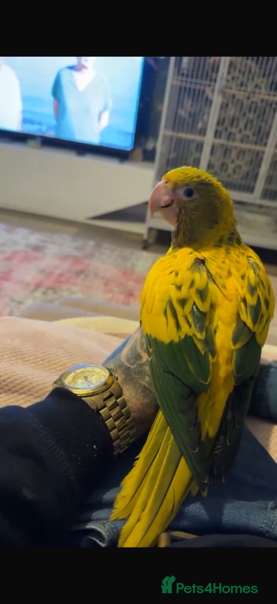 Conures birds for sale: Queen of Bavaria conure (golden conure) - Advert 2