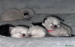 Siberian cats for sale: Full Siberian Litter. Quick sales before holiday - Image 20