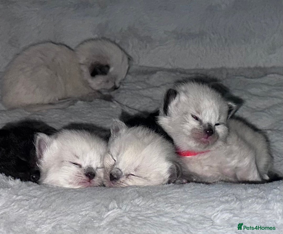 Siberian cats for sale: Full Siberian Litter. Quick sales before holiday - Image 20