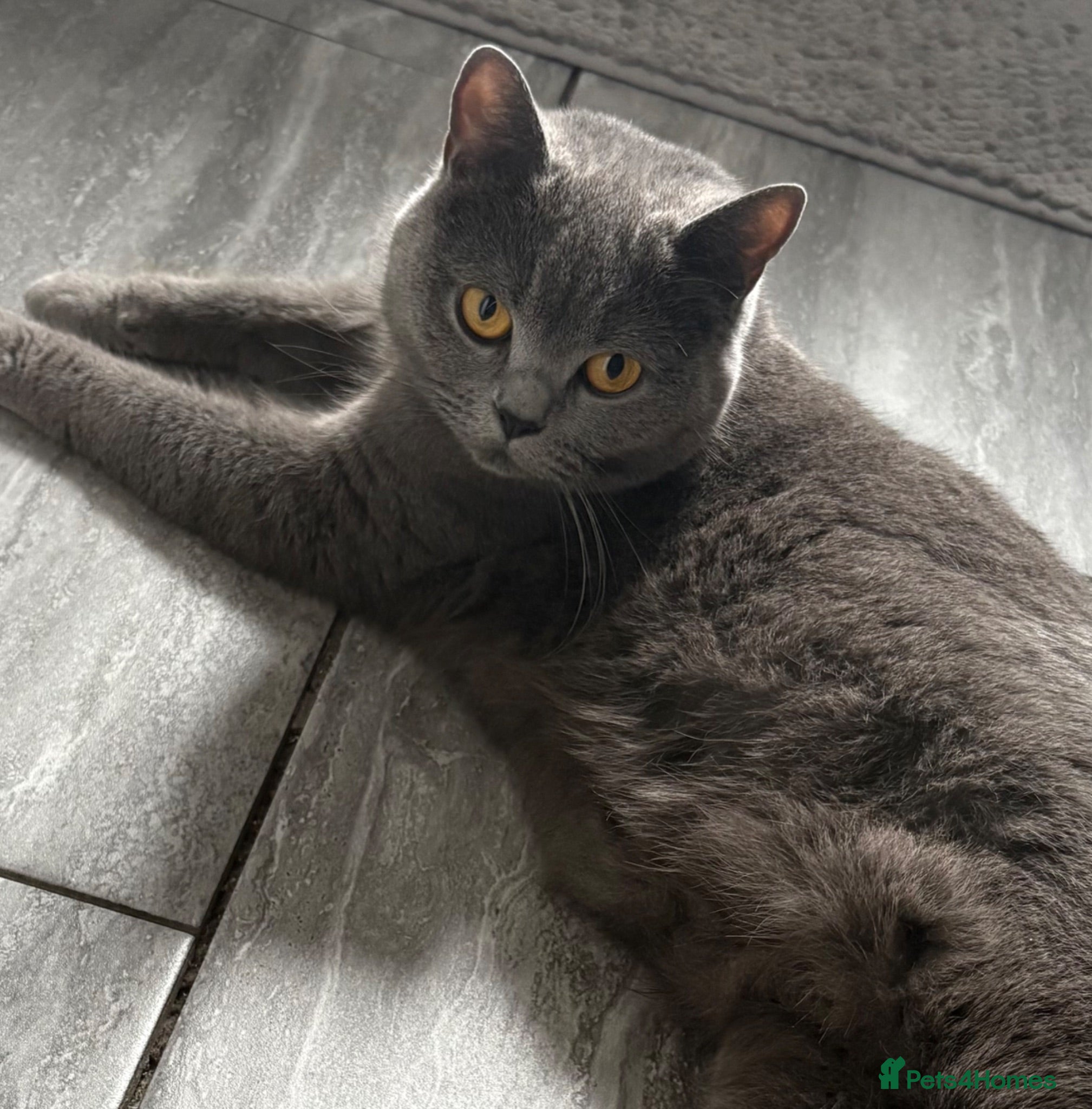 British Shorthair cats British shorthair kittens  - Advert 2