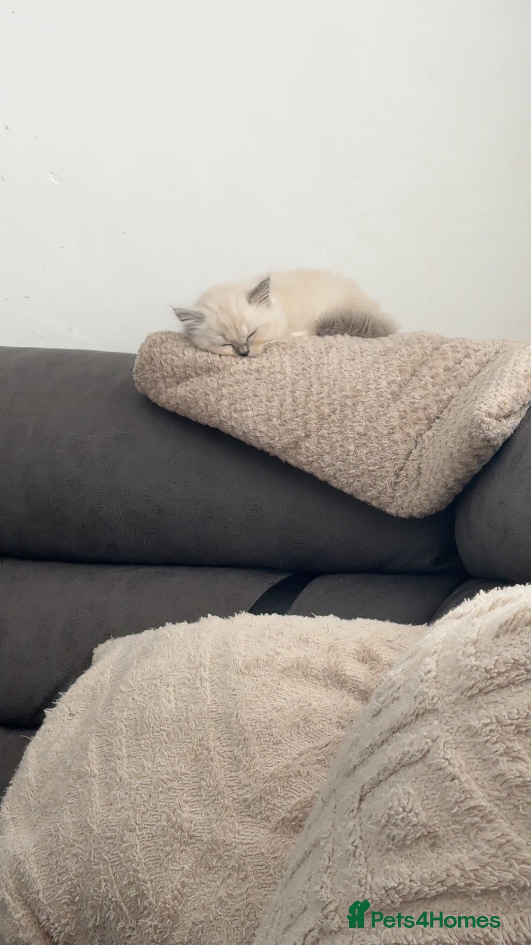 Ragdoll cats for sale: Female ragdoll  - Image 1