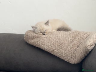 Ragdoll cats - Advert 34