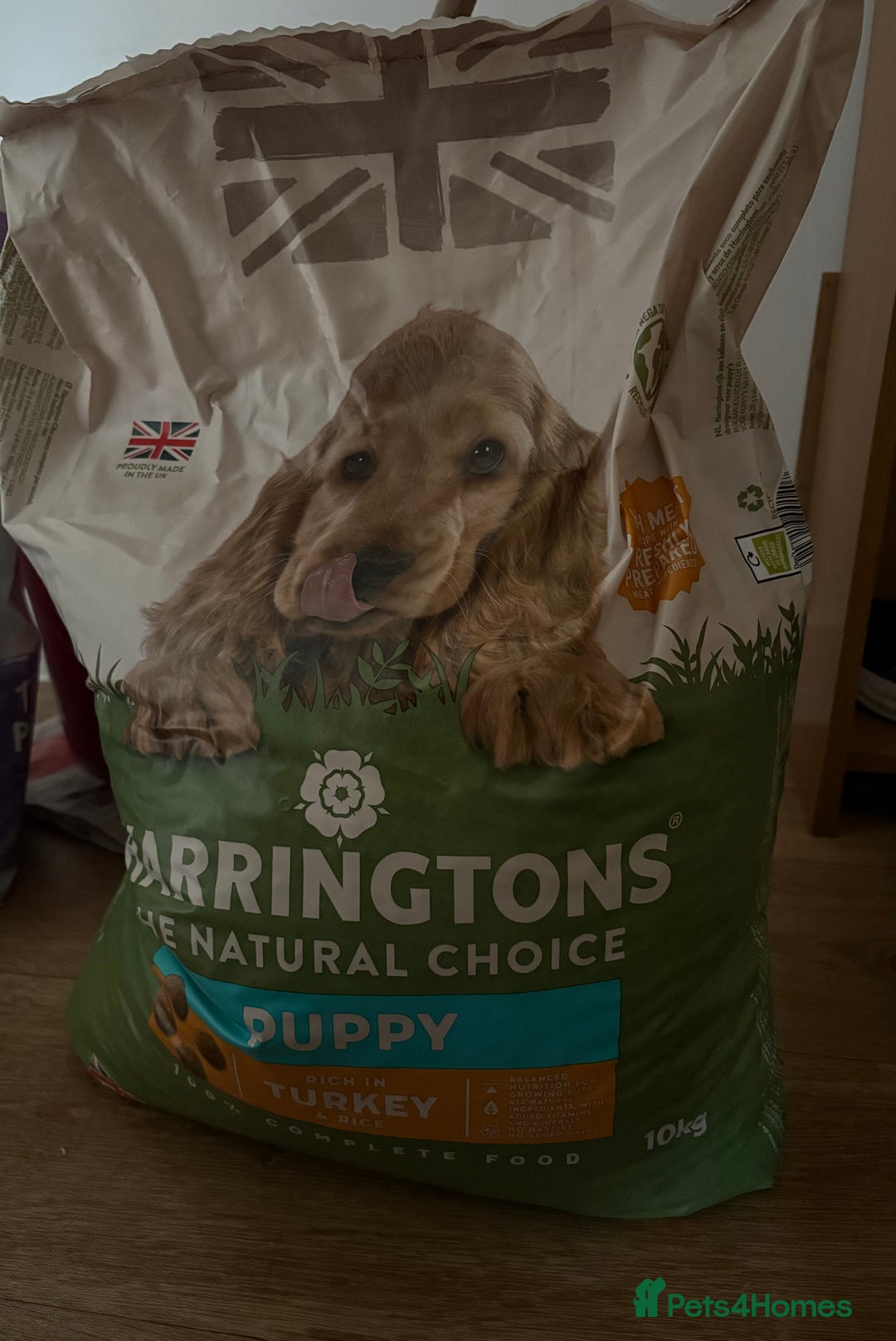 American Bully dogs for sale: Pocket American bully  - Advert 6