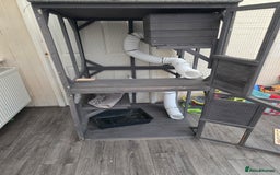 Ferret rodents for sale: Full ferret  set up  - Image 6