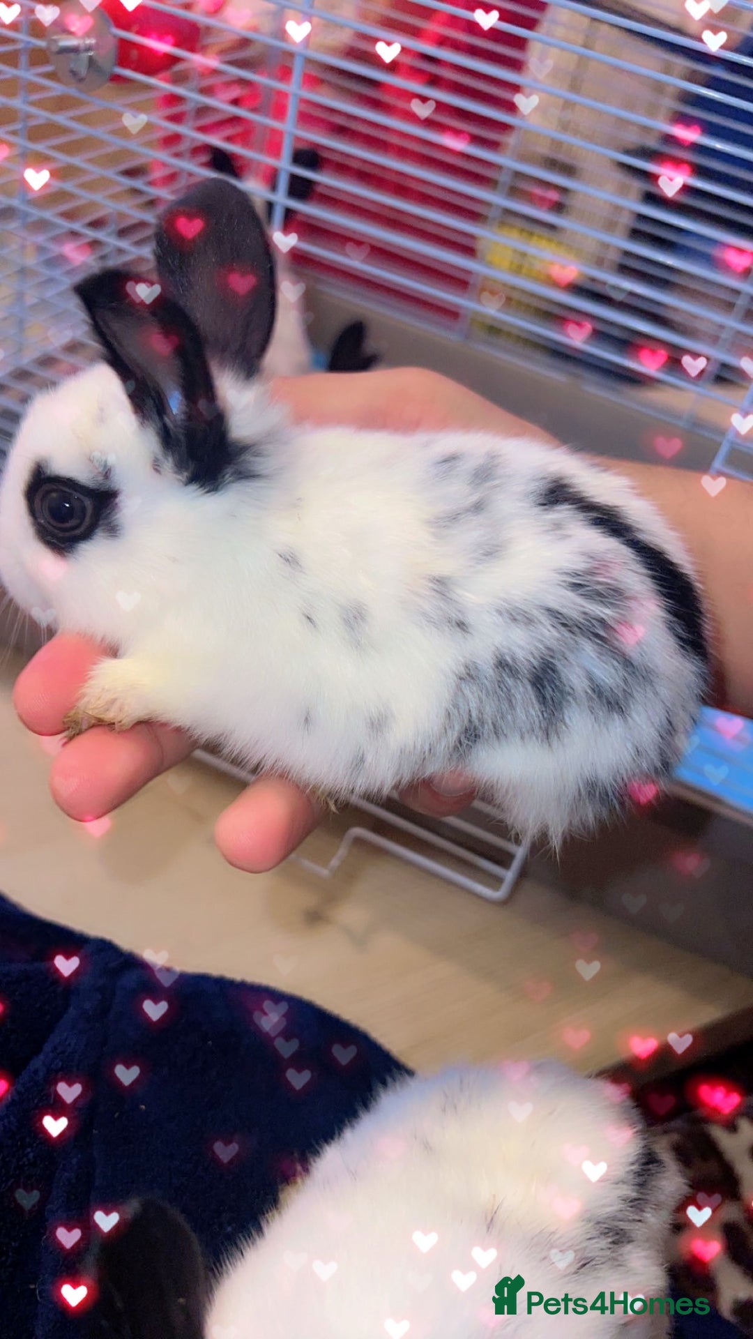 English Spot rabbits for sale: 🐰Beautiful Rabbits Available to Loving Homes🐰 - Advert 6