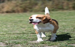 Beagle dogs for stud: Full Pedigree beagle for Stud! - Image 9