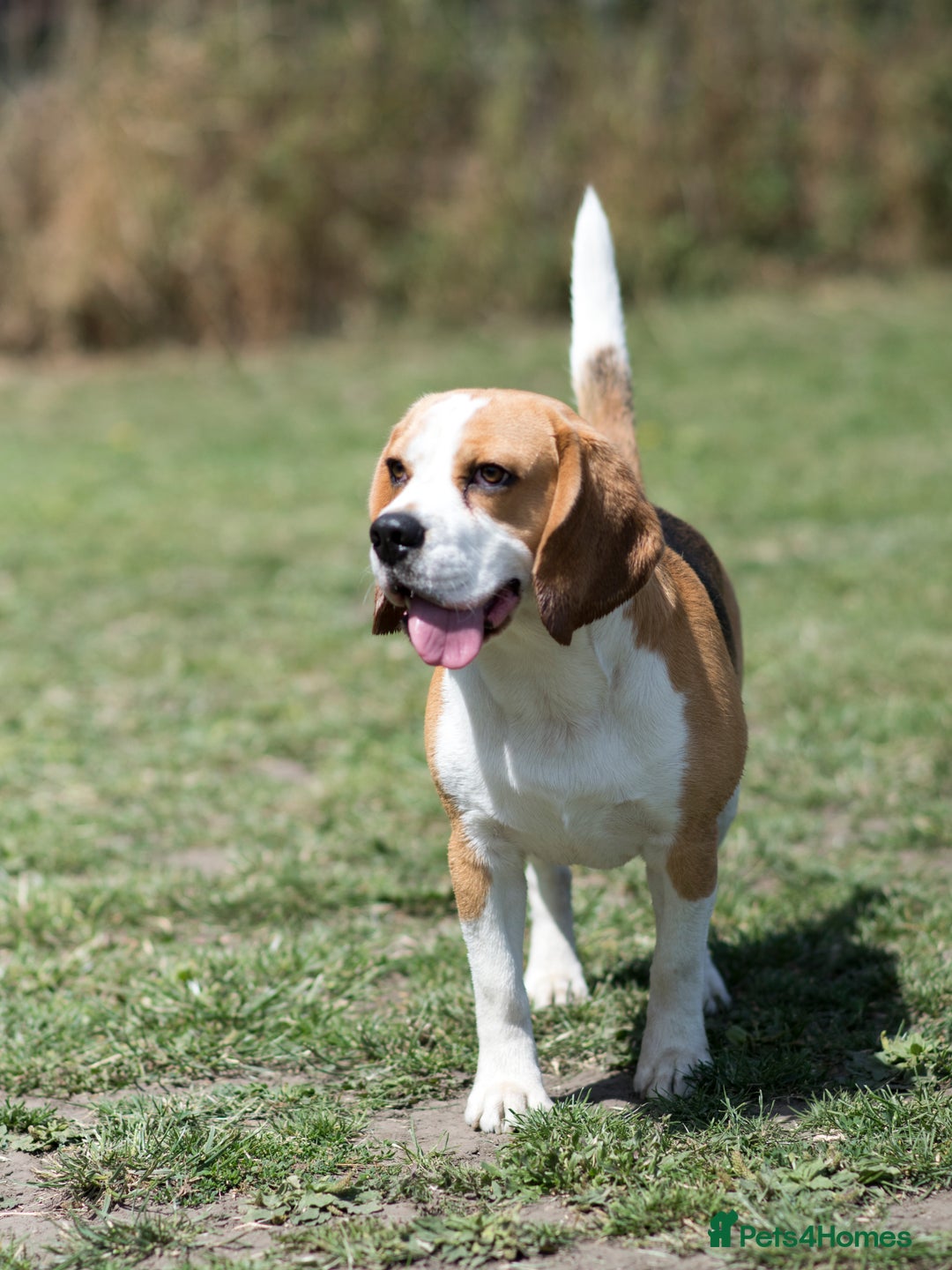 Beagle dogs for stud: Full Pedigree beagle for Stud! - Image 9