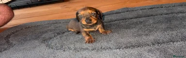 Miniature Dachshund 1
